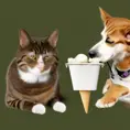 a cat and dog eat  ice cream, HDR Render