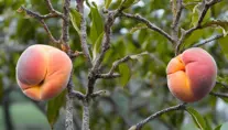 A single peach hanging from its stem from a peach tree with a white background., 8k, High Definition, Highly Detailed